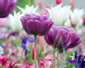 Frühlingsschönheit: Tulpen, ganz nah :)