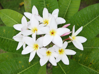 Beautiful white scented blooms with yellow centers of exotic tropical frangipanni species plumeria plumeria flowering in summer adds fragrant charm to an urban street scape