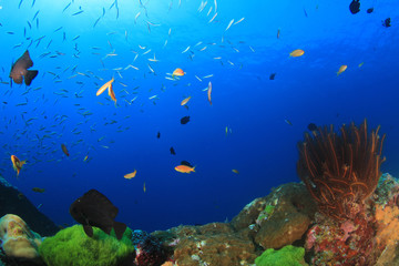 Naklejka na ściany i meble Underwater coral reef and tropical fish