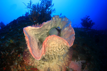 Underwater coral reef and tropical fish
