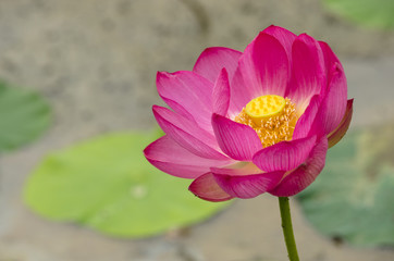 lotus flower in color