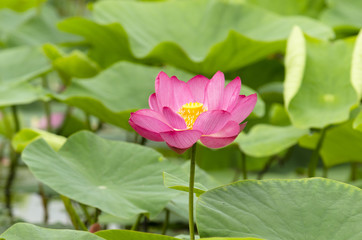 lotus flower in color 