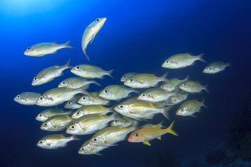 Fish school in Ocean underwater