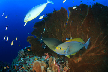 Fish school in Ocean underwater