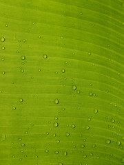 Water drops on Banana Leaf Fresh