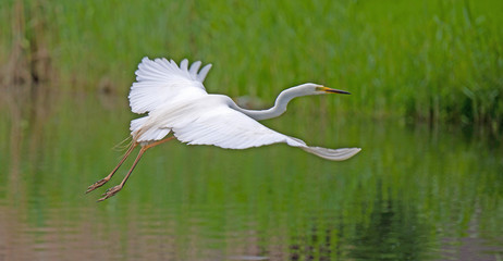 Great white egret flying over a canal in spring