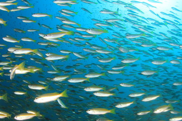 Fototapeta na wymiar Fish school in Ocean underwater