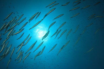 Naklejka na ściany i meble Fish school in Ocean underwater