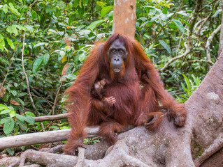The female of the orangutan with a baby in a tree. Indonesia. The island of Kalimantan (Borneo). An excellent illustration.