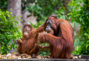 The female of the orangutan with a baby feeding place. Indonesia. The island of Kalimantan (Borneo). An excellent illustration.