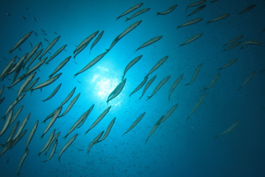 Fish school in Ocean underwater