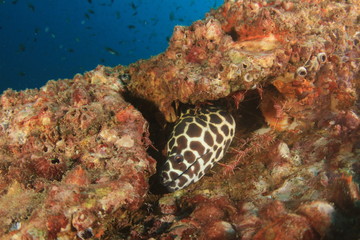 Honeycomb Moray Eel