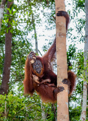 The female of the orangutan with a baby in a tree. Indonesia. The island of Kalimantan (Borneo). An excellent illustration.