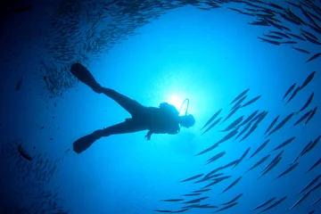  Scuba divers diving © Richard Carey