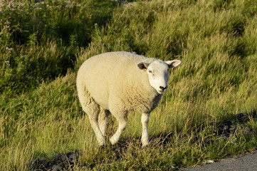 sheep