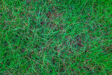 Background of a green grass.