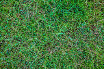 Background of a green grass.