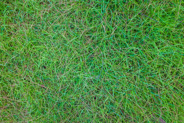 Green grass background