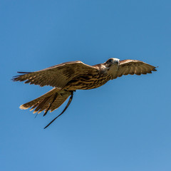 Bird of Prey in Flight