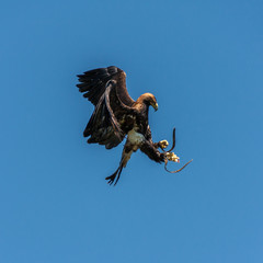 Bird of Prey in Flight