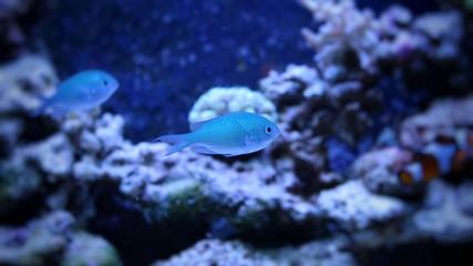 Black Axil Chromis (Chromis atripectoralis)