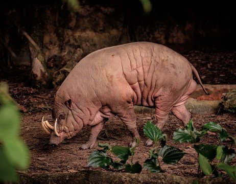 Babirusa Зображення - огляд 542 Стокові фото, векторні зображення й відео Adobe