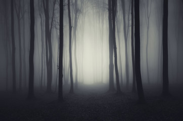 Fototapeta premium minimalny las z mgłą