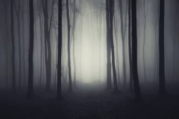 Foto op Plexiglas minimaal bos met mist © andreiuc88
