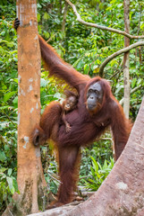The female of the orangutan with a baby in a tree. Indonesia. The island of Kalimantan (Borneo). An excellent illustration.