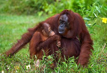 Female orangutan with a baby in the wild. Indonesia. The island of Kalimantan (Borneo). An excellent illustration. © gudkovandrey