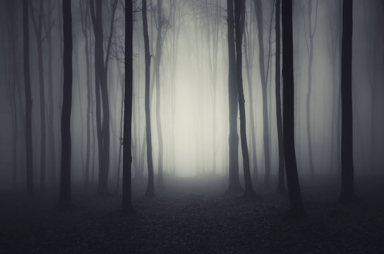 Fototapeta minimal forest with fog