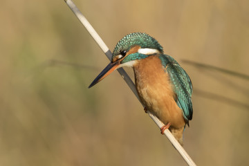 Common Kingfisher