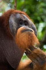 Portrait of a male orangutan. Close-up. Indonesia. The island of Kalimantan (Borneo). An excellent illustration.