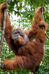 Big male orangutan on a tree in the wild. Indonesia. The island of Kalimantan (Borneo). An excellent illustration.