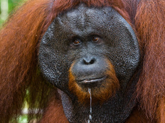 Portrait of a male orangutan. Close-up. Indonesia. The island of Kalimantan (Borneo). An excellent illustration.