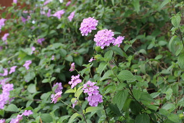 Lantana