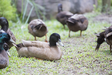 Relaxing duck on the grass
