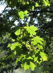 Fototapeta na wymiar twigs og maple tree with green leaves