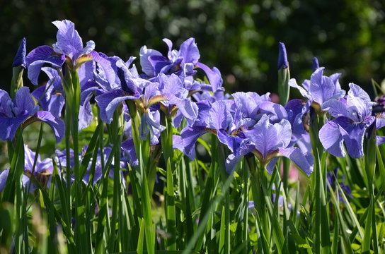 A lot of blooming irises 