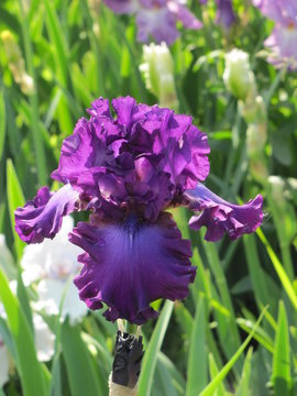 Blooming violet iris 