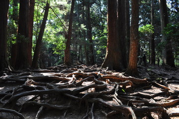 Chemin de randonnée entre Kurama et Kibune