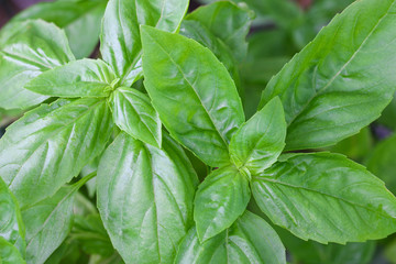 Closeup photo of home grown Italian Basil, known as Sweet Basil, in the garden