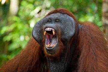 Dominant male orangutan yawns. Indonesia. The island of Kalimantan (Borneo). An excellent illustration. © gudkovandrey