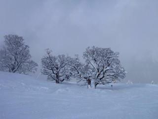 three trees in a winter snow landscape