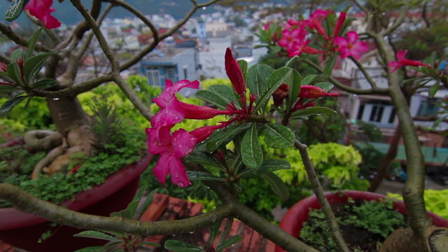 Beautiful pink flowers