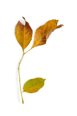 Yellow leaves on white background