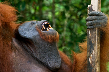Dominant male orangutan yawns. Indonesia. The island of Kalimantan (Borneo). An excellent illustration.