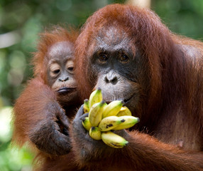 Female and baby orangutan eating fruit. Indonesia. The island of Kalimantan (Borneo). An excellent illustration.