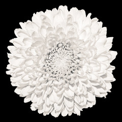 Plakaty  Delikatny biały kwiat chryzantemy (złota stokrotka) na czarnym tle