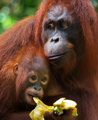 Female and baby orangutan eating fruit. Indonesia. The island of Kalimantan (Borneo). An excellent illustration.